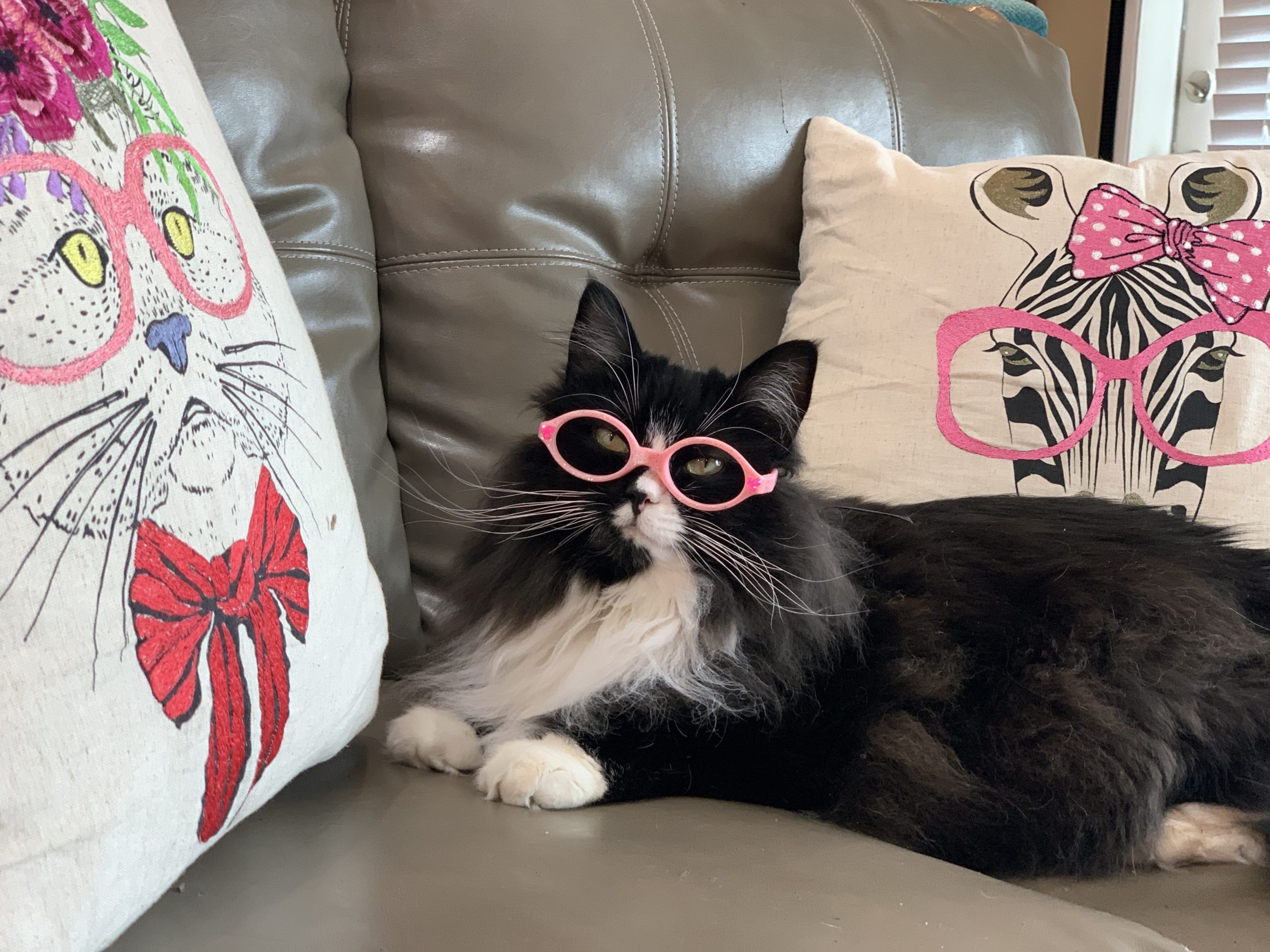 truffles the cat