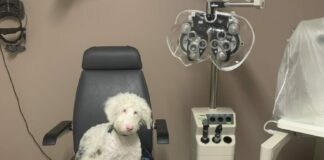 Bring Peace to a Practice with Pets