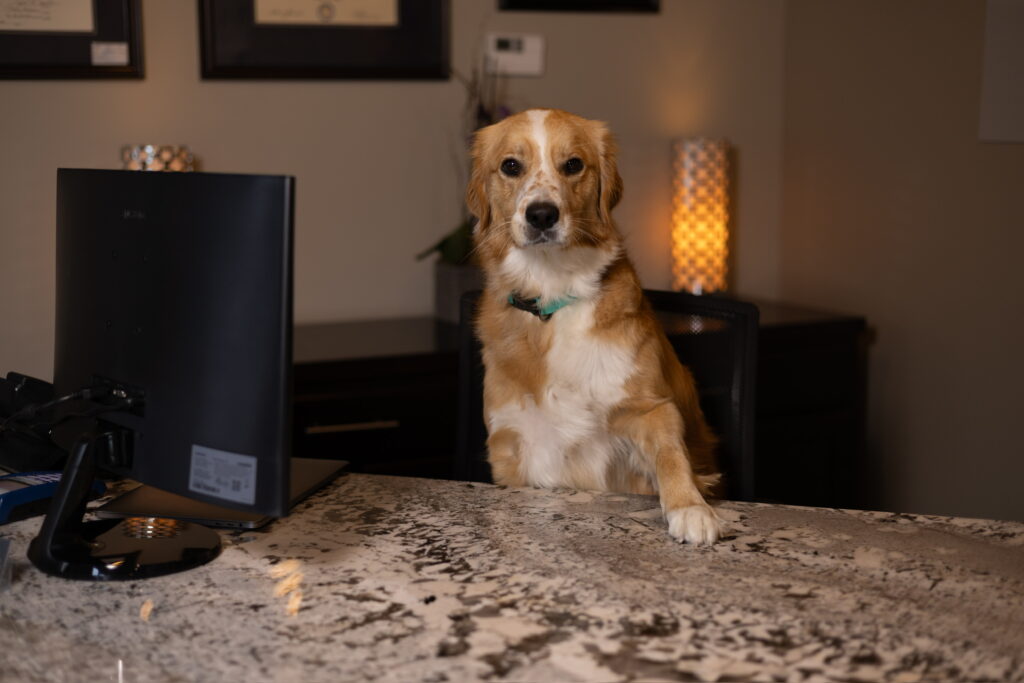 Crystal Brimer's dog Daisy at the front office