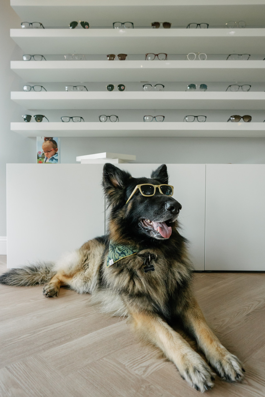 the dog berkley modeling shades