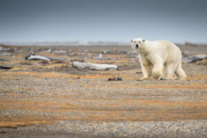polar bear walking on land