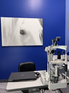 photo of a white horse's eye