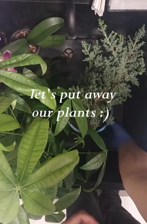 A variety of plants are tended to on Eyecare First's Instagram page.