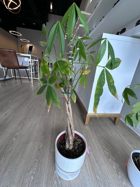 one of two money trees